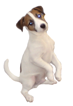 Interdoggy Redkaja Shtuchka